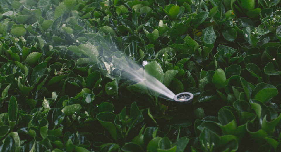 when to water in the summer - sprinkler