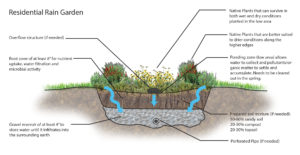 Rain Gardens 