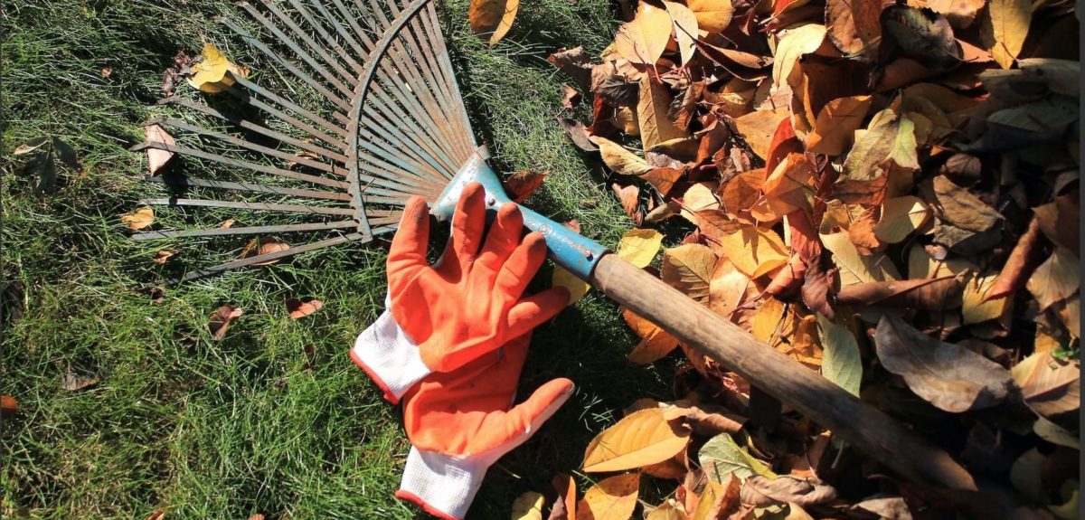 Fall Clean Up