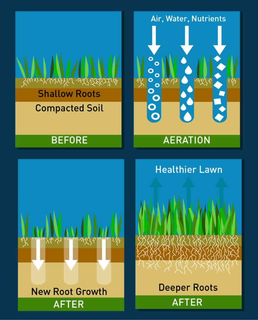 aeration and overseed graphic